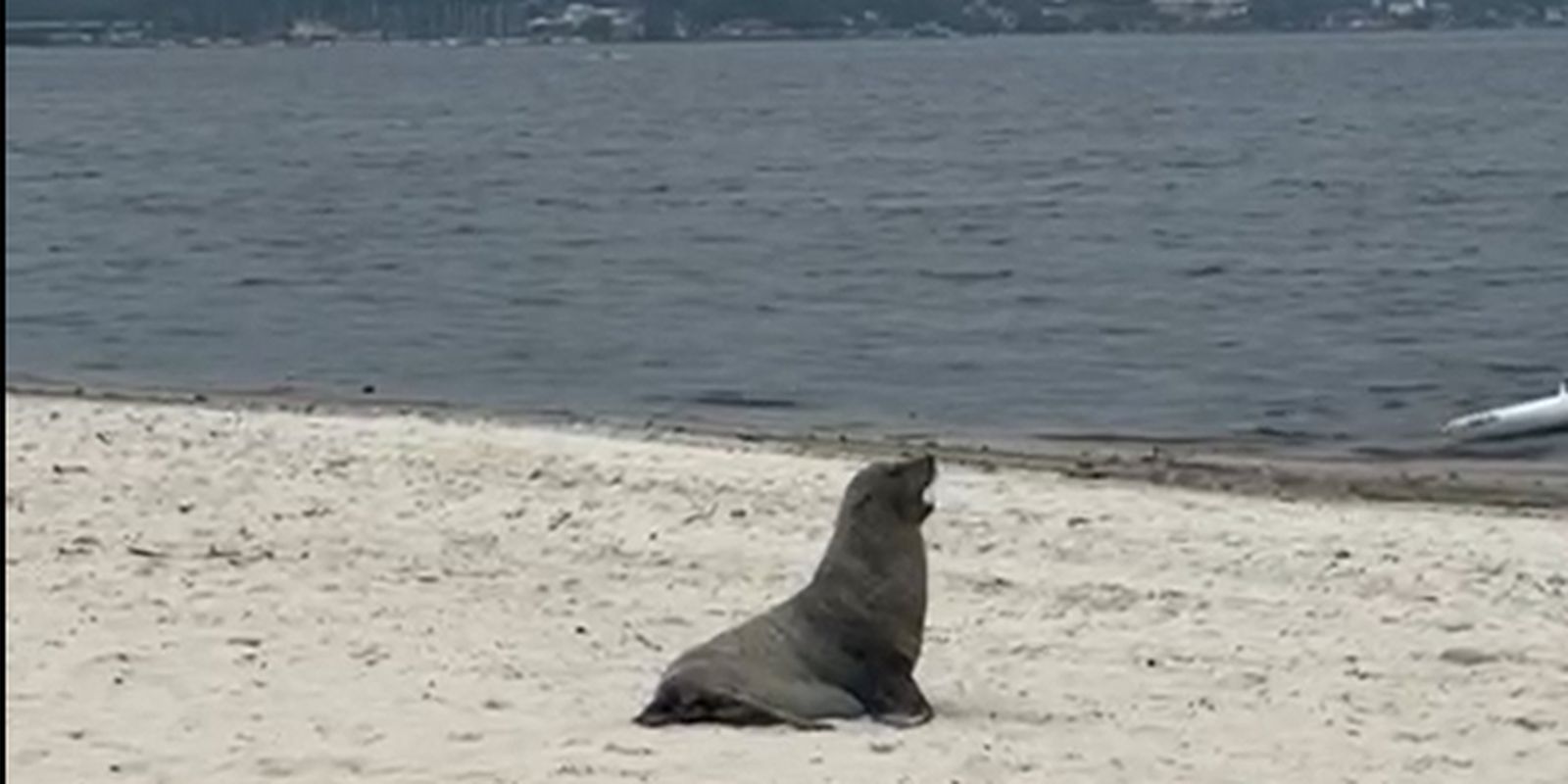 Lobo-marinho é avistado em Maricá, no Rio de Janeiro