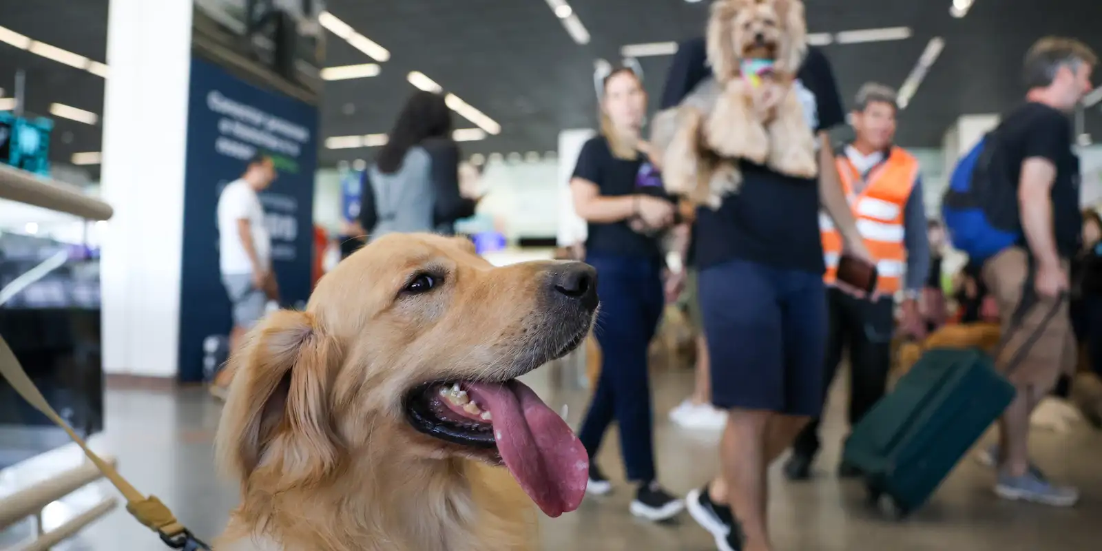 Aéreas podem se negar a embarcar animais de suporte emocional, diz STJ