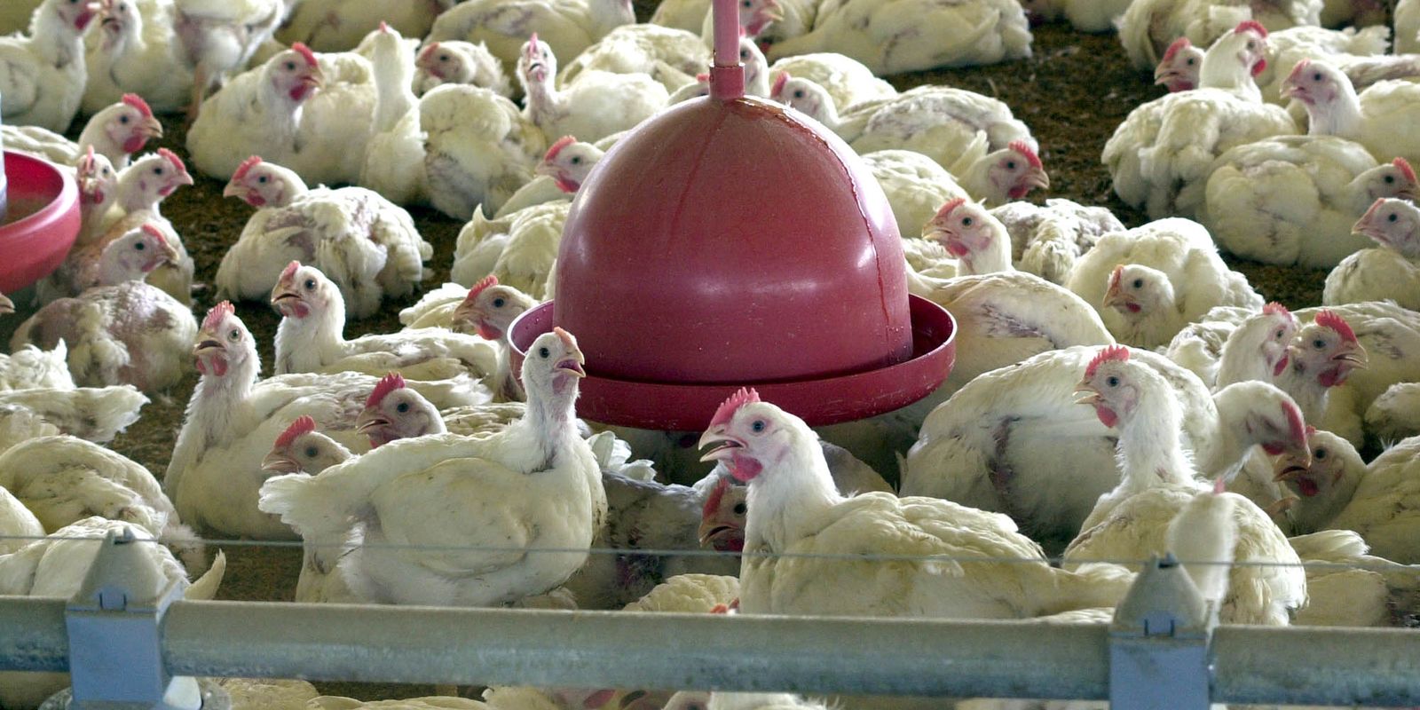Gripe aviária: tire suas dúvidas sobre a doença que afeta aves