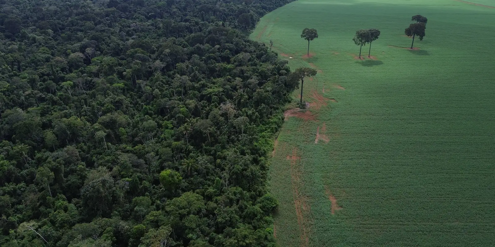 Trópicos registram perda recorde de floresta primária