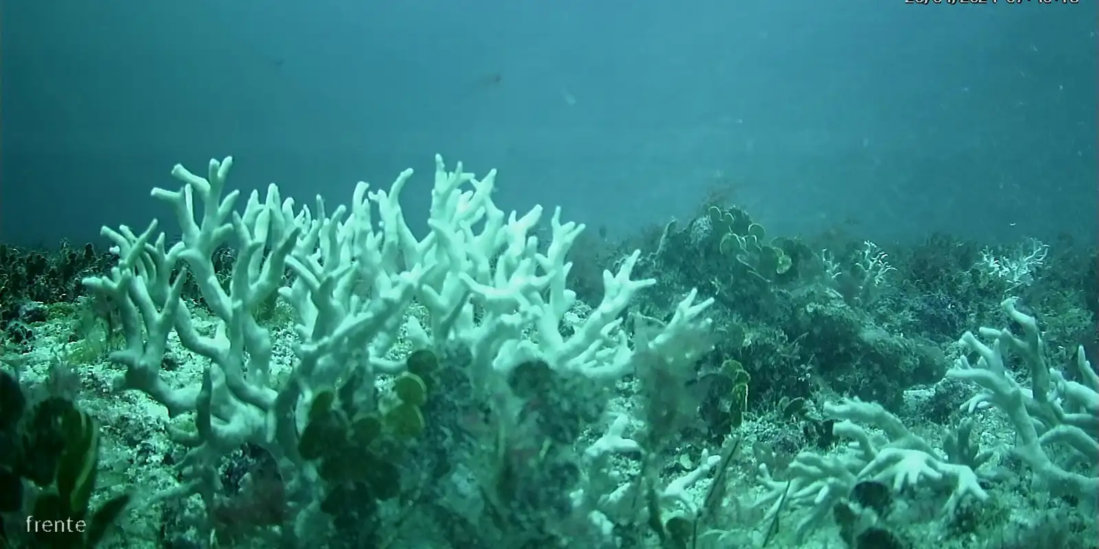 Edital do BNDES destina R$ 43 milhões para proteção de ilhas oceânicas