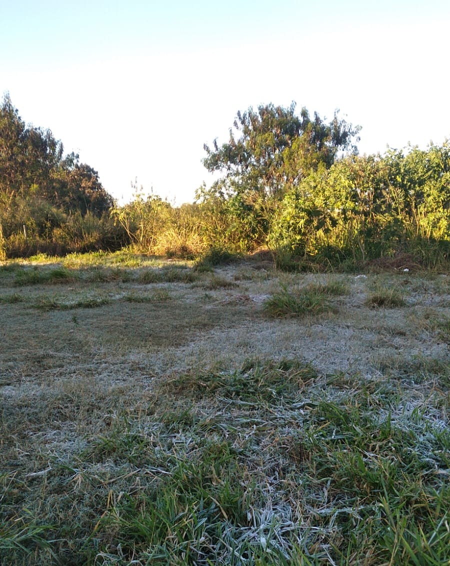 Redação de O FATO estima que a mínima em Rancharia tenha ficado em torno de -2ºC