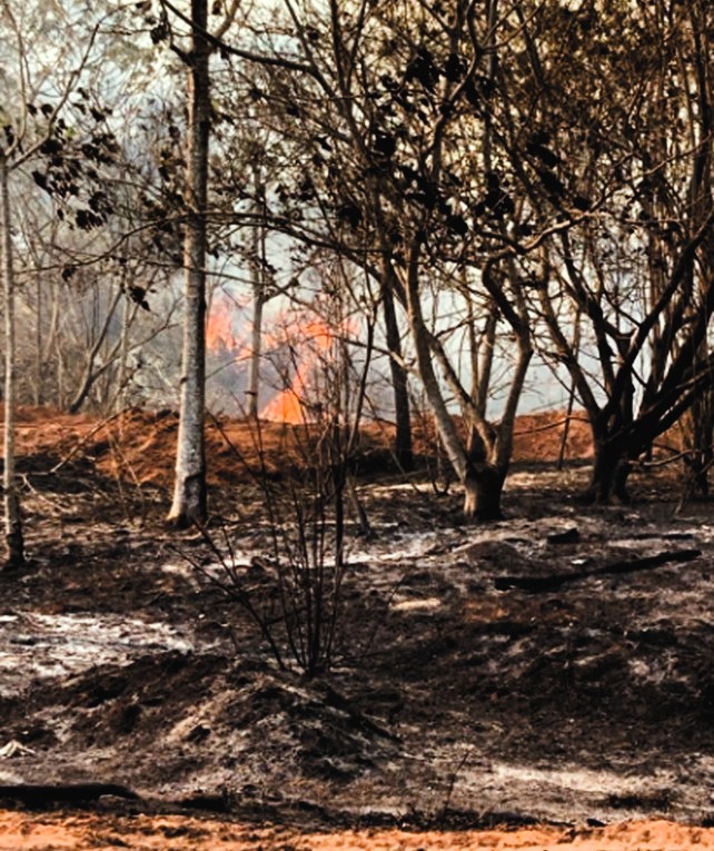 Polícia Ambiental multa a COCAL em R$ 407 mil por danificar vegetação nativa em João Ramalho e Rancharia